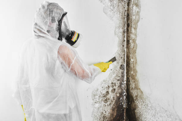Best Mold Removal Process  in Amargosa Valley, NV