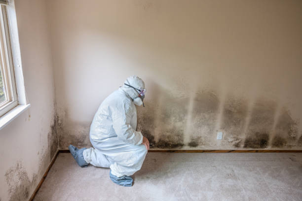 Best Certified Mold Removal  in Amargosa Valley, NV