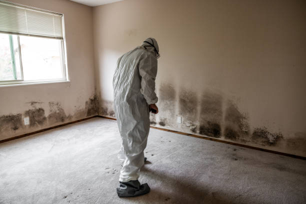 Best Attic Mold Removal  in Amargosa Valley, NV