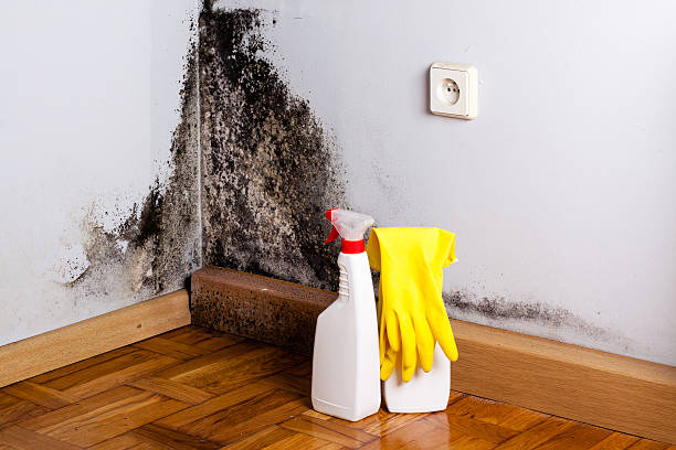 Best Black Mold Removal  in Amargosa Valley, NV