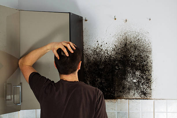 Professional Mold Removal in Amargosa Valley, NV